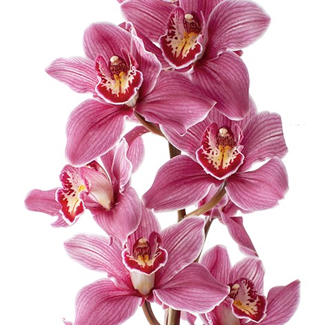 CYMBIDIUM ORCHID ROSE BEAUTY PINKPOP