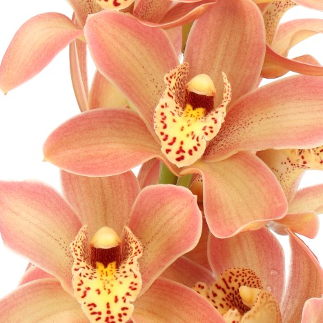 CYMBIDIUM ORCHID ROYAL PEACH