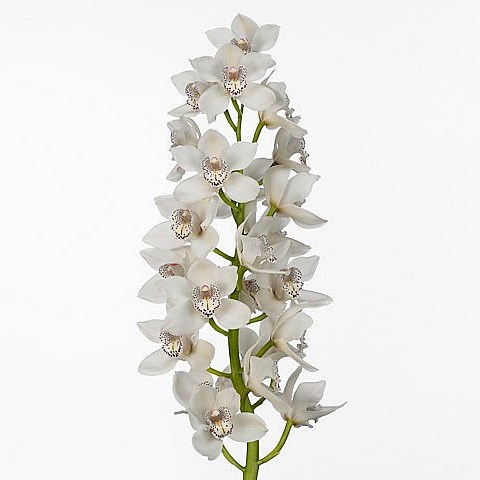 CYMBIDIUM ORCHID ROYAL PROMISE MAXIME