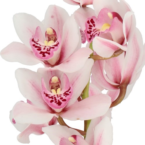 CYMBIDIUM ORCHID SABRINA