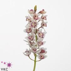 CYMBIDIUM ORCHID SABRINA