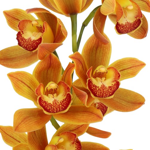 CYMBIDIUM ORCHID SAKURA
