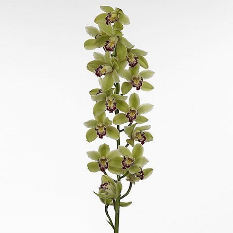 CYMBIDIUM ORCHID SANTAS EXPRESS TESSA