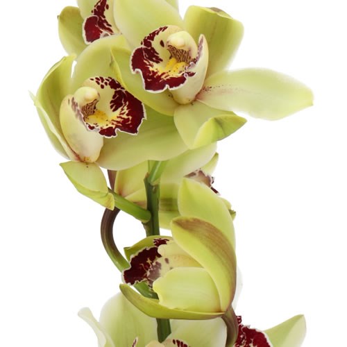CYMBIDIUM ORCHID SANTAS EXPRESS TESSA
