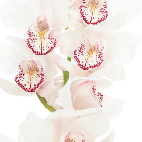 CYMBIDIUM ORCHID SECRET