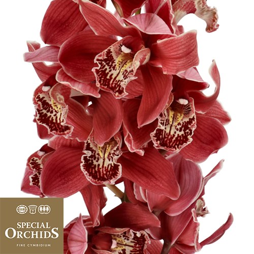 CYMBIDIUM ORCHID SERENA (GROWER PACK)