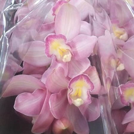 CYMBIDIUM ORCHID SHANNA