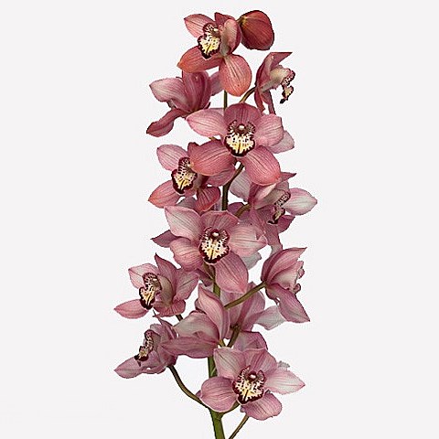 CYMBIDIUM ORCHID SKY SCRAPER