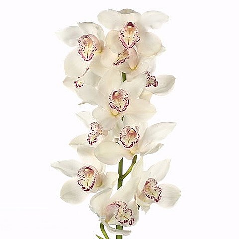 CYMBIDIUM ORCHID SNOWBIRD