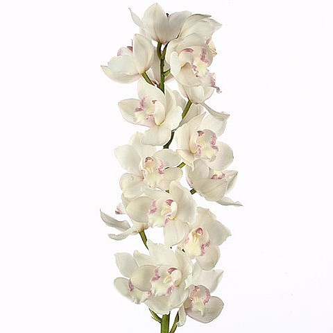 CYMBIDIUM ORCHID SNOWCASTLE