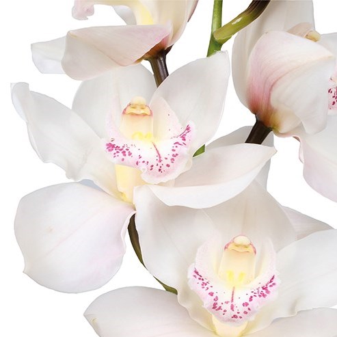CYMBIDIUM ORCHID STEFFI