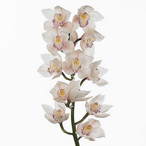 CYMBIDIUM ORCHID STEFFI