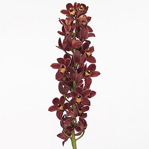 CYMBIDIUM ORCHID SULTAN