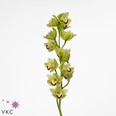 CYMBIDIUM ORCHID SUMMER BREEZE