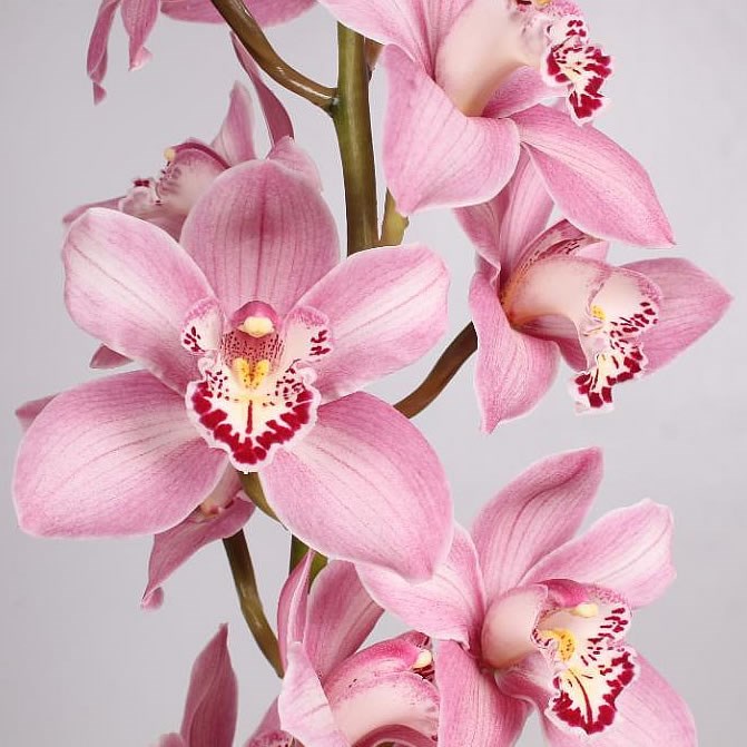CYMBIDIUM ORCHID SUMMER GEYSER CANDY