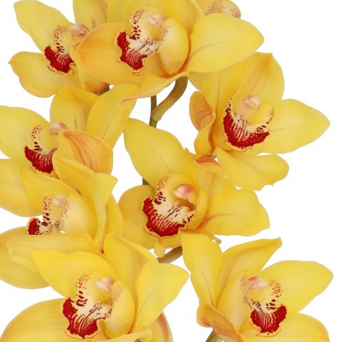 CYMBIDIUM ORCHID SUNKIST