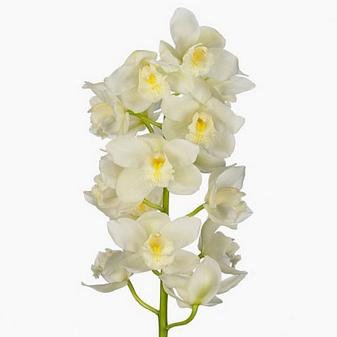 CYMBIDIUM ORCHID SUPER NOVA
