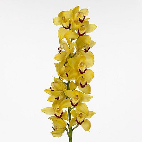 CYMBIDIUM ORCHID SUSAN
