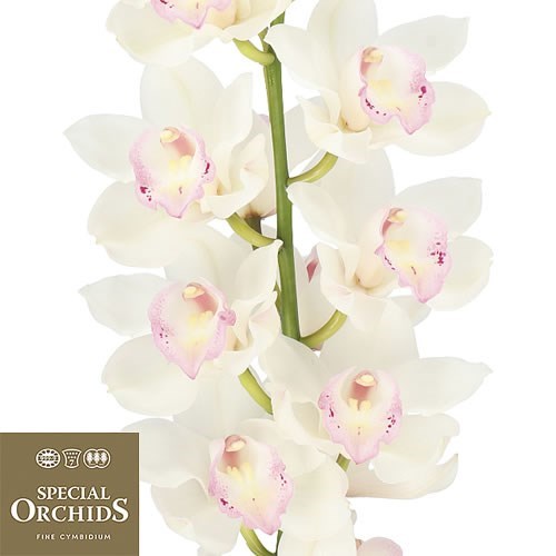 CYMBIDIUM ORCHID SWEET LIPS (GROWER PACK)