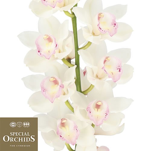 CYMBIDIUM ORCHID SWEET LIPS (GROWER PACK)