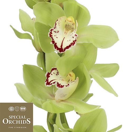 CYMBIDIUM ORCHID TAMARA GREEN (GROWER PACK)