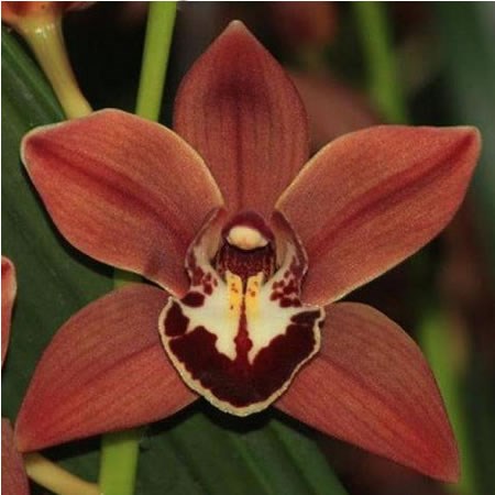 CYMBIDIUM ORCHID TANGO MARY BROWN