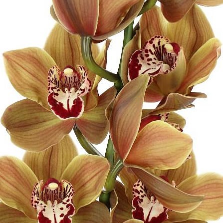 CYMBIDIUM ORCHID TEDDY