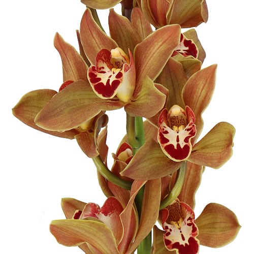 CYMBIDIUM ORCHID TEEFLOR