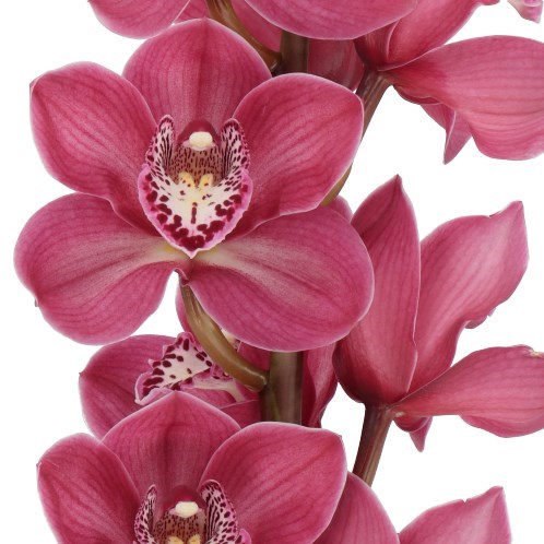 CYMBIDIUM ORCHID THOMAS