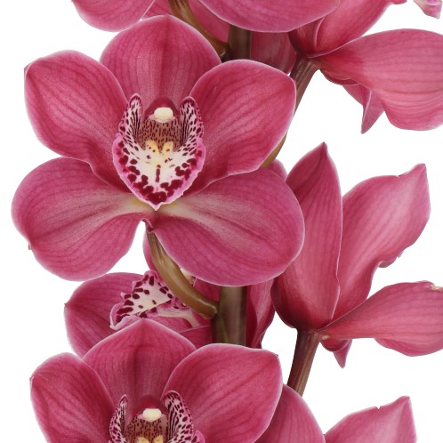 CYMBIDIUM ORCHID THOMAS