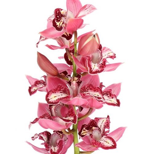 CYMBIDIUM ORCHID THREE OF A KIND