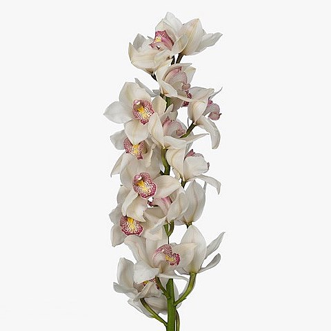 CYMBIDIUM ORCHID TIME OUT