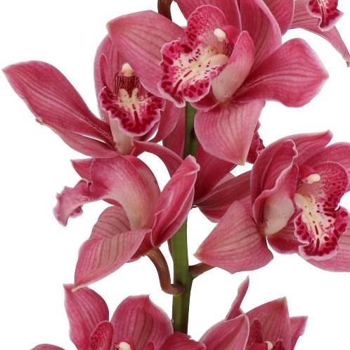 CYMBIDIUM ORCHID TOLEDO