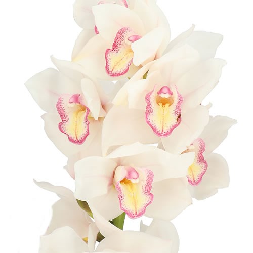 CYMBIDIUM ORCHID TONY