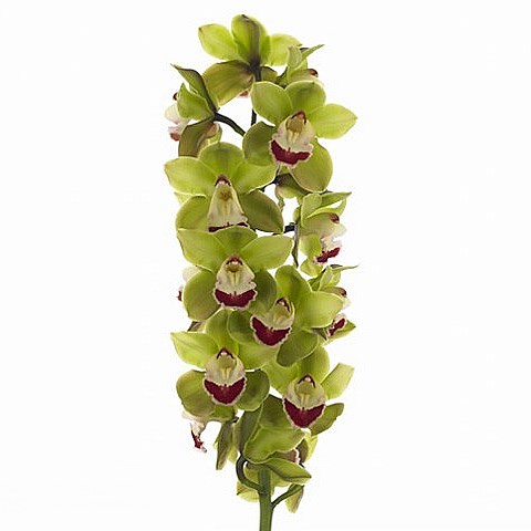 CYMBIDIUM ORCHID TOP SPOT