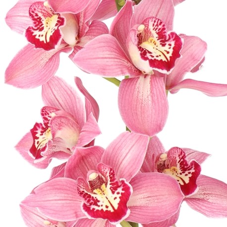 CYMBIDIUM ORCHID TRINITY