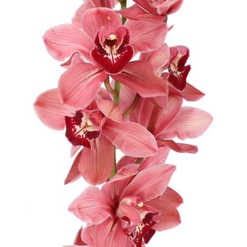 CYMBIDIUM ORCHID UNIQUE MERLOT