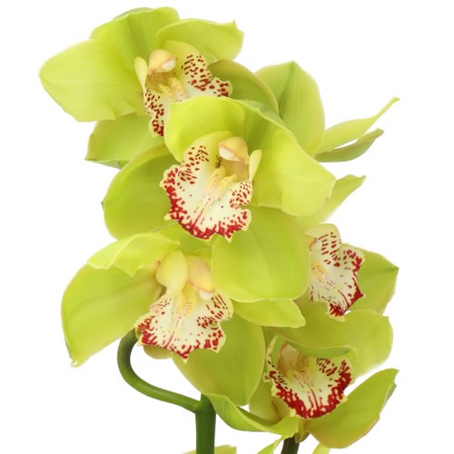 CYMBIDIUM ORCHID UNIQUE SENNA