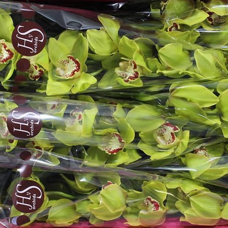 CYMBIDIUM ORCHID UNIQUE SENNA