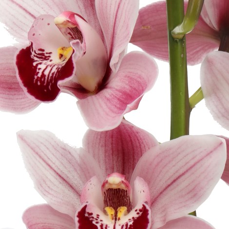 CYMBIDIUM ORCHID UNIQUE SKYLINE