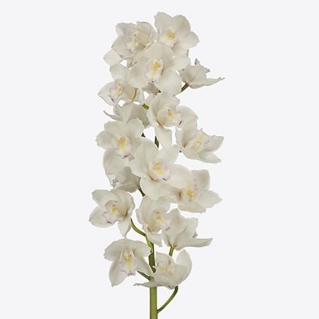 CYMBIDIUM ORCHID VALENTA