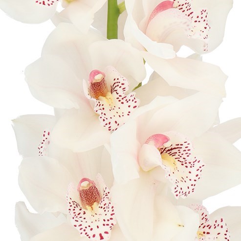 CYMBIDIUM ORCHID VALENTA
