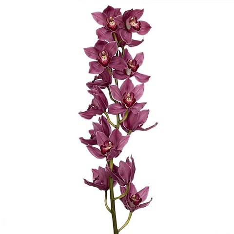 CYMBIDIUM ORCHID VALENTINE