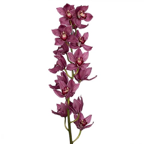 CYMBIDIUM ORCHID VALENTINE