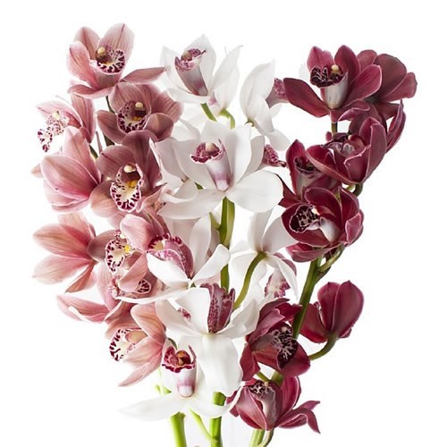 CYMBIDIUM ORCHID VALENTINES MIX