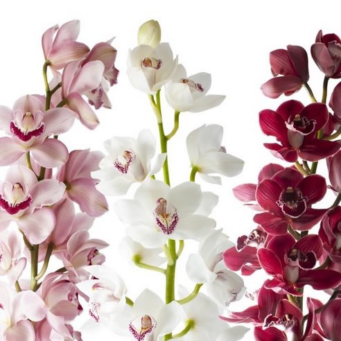 CYMBIDIUM ORCHID VALENTINES MIX