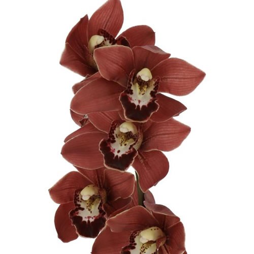 CYMBIDIUM ORCHID VALERIE