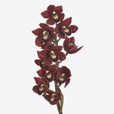 CYMBIDIUM ORCHID VALERIE