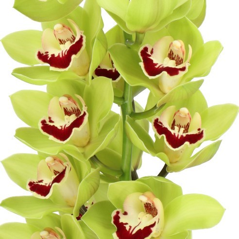 CYMBIDIUM ORCHID VALLEY BOOP