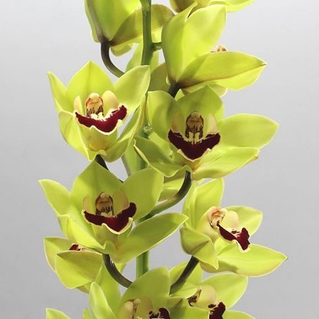 CYMBIDIUM ORCHID VALLEY BOOP